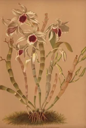 Ainsworths Hybrid-Dendrobium-Orchidee, Dendrobium x ainsworthii